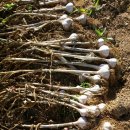 호연농장 이미지