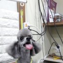 사랑해줄개 애견샵 이미지