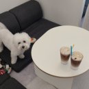 프리미엄 펫베이커리&펫푸드카페 멈머맘마 이미지