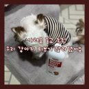 목욕하는 강아지 | 강아지샴푸 강아지비누 필요했던 이유! 지나스스토어 설포딘 강아지약용샴푸 실제 사용 후기