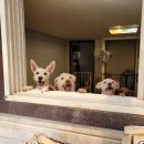 숲 동물의료센터 이미지