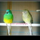 미성광택 이미지