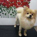 라이언 메디칼 이미지