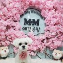 mm애견공방 이미지