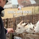 몽토랑 산양목장 제빵소 솔직후기 / 태백 여행코스 / 태백 가볼만한 곳