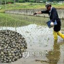왕우렁이 '생태계교란 생물' 추진에.."친환경 쌀농업 어쩌나" 이미지
