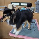 보람애견미용 이미지