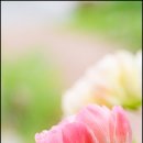 사랑으로 이미지