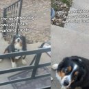 이웃집 댕댕이 이미지