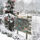 하얀허브 이미지