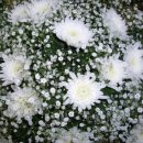 서현로180번길 이미지