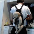 샵봄애견샵 이미지