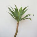 입이편안 이미지