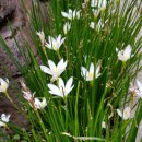 사랑의 집 이미지