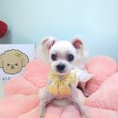 큐티하개_함 이미지