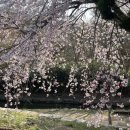 수양목장 | 서산 개심사 : 충남 봄꽃 여행 명소 청벚꽃, 겹벚꽃 4월 5일 실시간 개화 현황 및 절정 시기, 주차 꿀팁...