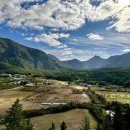 나리 신령수 이미지