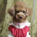 러블리루비 이미지