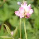 거산1리 이미지