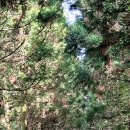 천마목장 이미지