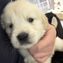 아이드림펫 | 천안 골든리트리버 분양 순둥한 아가 실물 후기