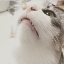 베토퀴놀코리아(주) 네이버블로그