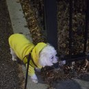 고롱고롱 이미지