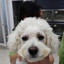 용인24시 아이온동물메디컬센터 | 서현동 동물병원 강아지 당뇨 합병증으로 눈 수술까지 한 후기