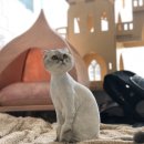 그루밍캣 압구정점 이미지