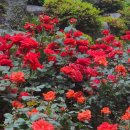 장미로 61 이미지