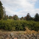 상효동-1 이미지