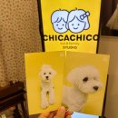 대구 컬러사진관 치카치코스튜디오 반려견 프로필 촬영 후기