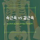 호계사거리_서 | [호계동필라테스] 속근육과 겉근육의 차이점