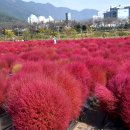 황산공원 축구장 이미지