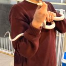 [쌍용동카페] 순복이네 :: 실내데이트로 추천하는 천안고양이카페