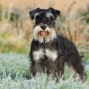 온천동물병원 이미지