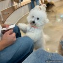 귀여워 강아지 | 홍대 데이트 장소 강아지카페 더귀여워 후기