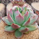 마리아농장 이미지