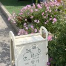 스마일카포스 이미지