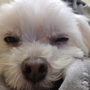 양코치 애견카페 이미지