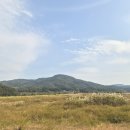 힐링이 되는 비내섬 | 충주 비내섬 사랑의 불시착 촬영지 가을 억새 명소 실시간 현황 및 강아지 동반 후기