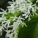 이팝미용 이미지