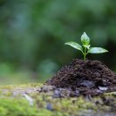 영인원예 이미지