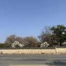 오릉 | 경주 목련 명소 경주 오릉 목련 개화 후기｜한적한 경주 목련 명소 + 오릉 주차 꿀팁