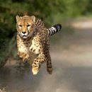 치타(CHEETAH) 이미지