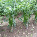 풍전농장 이미지