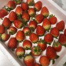 성도 농장 | 겨울 설향딸기는 류권호농장 추천 솔직후기