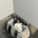 언니네강아지 | :) 주세요닷컴 강아지 입양 후기