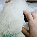 키워주시개 네이버블로그