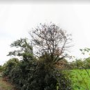 온평동로 이미지